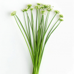 150 Hiina murulauku seemet