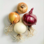 200 Graines d'Oignons M&eacute;lange Color&eacute; - SemiSauvage Permaculture