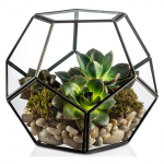 Dropshipping Klaasist Geomeetriline Terrariumi Viisnurkne Taimede Potti Tavaline Messing Koduaia Sukulentidele S&otilde;najalgadele Sammaldele &Otilde;hutaimedele (rose gold,11*11*9cm) roosa kuldne v&auml;rv