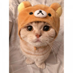 Teemantmaal  armas kass  DIY 5D tikandid ristpistes ruudukujuline / &uuml;mmargune teemantmosaiik lemmiklooma kodukaunistuskunst Full Square (20X30CM)