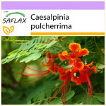 SAFLAX &ndash; Mehhiko paradiisilind &ndash; 10 seemet &ndash; Caesalpinia pulcherrima