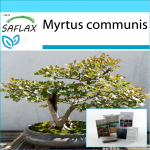 SAFLAX &ndash; kinkekomplekt &ndash; Bonsai &ndash; t&otilde;eline m&uuml;rt &ndash; 30 seemet &ndash; Koos kinkekarbi, kaardi, etiketi ja potisubstraadiga &ndash; Myrtus communis