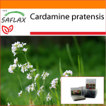 SAFLAX - Aed kotis - Kukulill - 100 seemet - Substraadiga sobivas p&uuml;stijas kotis - Cardamine pratensis