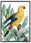 Plakat papagoi kuldtaimed mustas raamis 21x30 cm