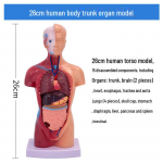 Esmaklassiline 28 cm inimese s&uuml;dame ja elundi anatoomia mudel &ndash; 26 cm pagasiruumi struktuur 28CM