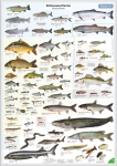 Plakat ENTILA: Saksamaa mageveekala 59,5 x 84 cm (saksa keeles)