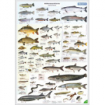 Plakat ENTILA: Saksamaa mageveekala 59,5 x 84 cm (saksa keeles)