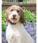 PetSafe&reg; Ilma haukumiseta