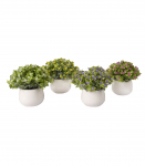 Roheline taim IN GARDEN, H15cm, mix, bee˛ keraamiline pott