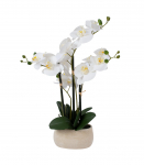 Valge orhidee 4 oksaga IN GARDEN, H55cm, hall pott