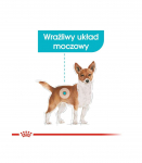 ROYAL CANIN Mini Urinary Care - dry dog food - 3 kg