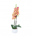 Orhidee GARDEN QUEEN H40cm, kollane