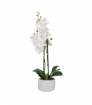 Orhidee GARDEN QUEEN H40cm, valge