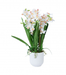 Orhidee GARDEN QUEEN H75cm, valge