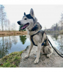 Dogtrace j&auml;lgija koertele DOG GPS Ultra