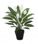 Kunsttaim SPATHE, H60cm, valge t&otilde;lvlehik, must pott