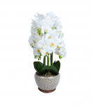 Orhidee GREENLAND H72cm hall pott, valge &otilde;is