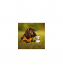 RAW PALEO Puppy Monoprotein Cod - wet food for puppies - 400 g