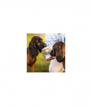 RAW PALEO Adult Monoprotein Duck - wet dog food - 800 g