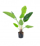 Kunsttaim GREENLAND H78cm, "Strelitzia"