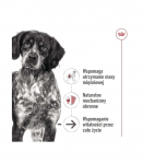 ROYAL CANIN SHN Medium Ageing Loaf Can 410g