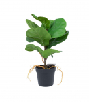 Kunsttaim GREENLAND H35cm, "Clusia rosea"