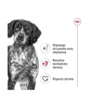 ROYAL CANIN SHN Medium Adult Loaf Can 410g