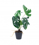 Kunsttaim GREENLAND H40cm, "Monstera"