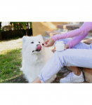 VIRBAC MOVOFLEX miękkie krokiety na stawy dla psa M