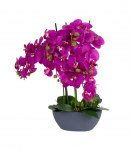 Orhidee GARDEN QUEEN H64cm, tumeroosa