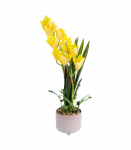 Orhidee GARDEN QUEEN H70cm, kollane