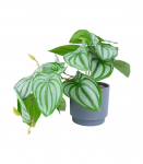 Kunsttaim GREENLAND H15cm, triibuline leht