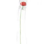 Kenzo Flower by Kenzo EDT Tester 50 ml