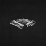 Kendrick Lamar - To Pimp a Butterfly (Black) Vinyl 2LP