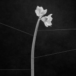 Trentem&oslash;ller - Dreamweaver (Crystal Clear) Vinyl LP