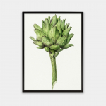 Plakat Artisokk by J. Bernard's