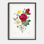 Plakat Lumeroos ja nelk P. J. Redout&eacute;