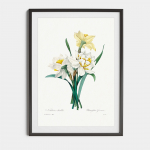 Plakat Kahekordne nartsiss P. J. Redout&eacute;