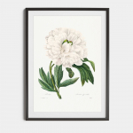 Plakat Valge pojeng P. J. Redout&eacute;