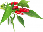 Click & Grow Smart Garden refill Piri Piri t&scaron;illipipar 3tk