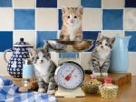 Ravensburger pusle 1500 tk: kassipojad k&ouml;&ouml;gis