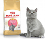 Roy Royal Canin British Shorthair Kitten cats dry food 2 kg Poultry, Rice, Vegetable