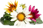 Click & Grow Smart Garden Refill S&auml;rav gasaania 3tk