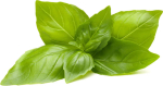 Click & Grow Smart Garden Refill Sidrunbasiilik 3tk