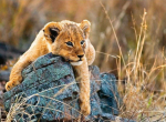 Ravensburger Puzzle 200 Little lion XXL