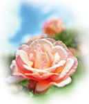 Medisana Aroma essence Rose