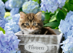 Ravensburger pusle 300 tk Kitty