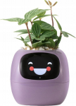 PlantsIO IVY Purple