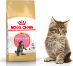 Roy Royal Canin Maine Coon Kitten dry food for kittens, do 15 month, maine breed coon 0.4kg