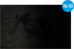Natec Genesis Natec | Privacy Filter Owl, 14", 16:10 | NFP-2477